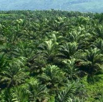 Komuditi Sawit di Desa Margahayu Kukar, Berkontribusi pada Kesejahteraan Masyarakat