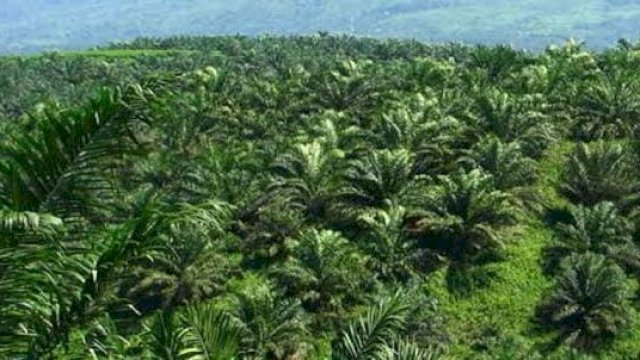 Lahan sawit di wilayah Desa Margahayu, Kecamatan Loa Kulu. (Istimewa)