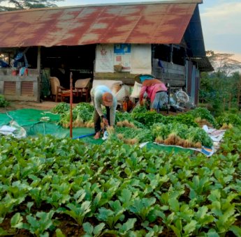 Desa Sumber Sari Kutai Kartanegara: Pertanian Hebat, Tapi Air dan Pupuk Jadi Tantangan