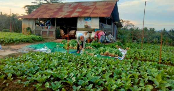 Desa Sumber Sari Kutai Kartanegara: Pertanian Hebat, Tapi Air dan Pupuk Jadi Tantangan