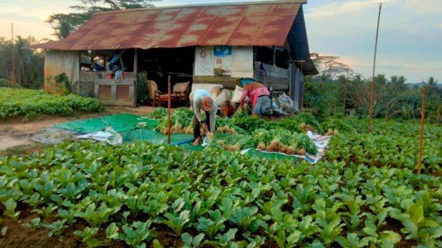 Petani di Desa Sumber Sari saat melakukan pemanenan. (Foto: Budi Kurniawan / Republiknews.co.id)