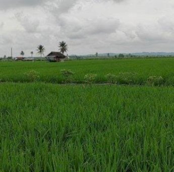 Kurangnya Saluran Irigasi Hambat Pengembangan Pertanian di Samboja Barat untuk IKN