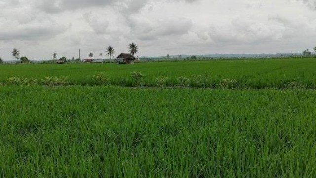 Kawasan Persawahan milik warga yang berada di Kecamatan Samboja Barat. (Istimewa)