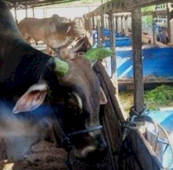 Sanga-Sanga Siap Jadi Lumbung Daging Kaltim dengan Pemanfaatan Eks Tambang