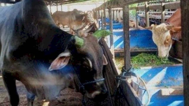 Ternak sapi milik warga di Kecamatan Sanga-sanga. (Istimewa)