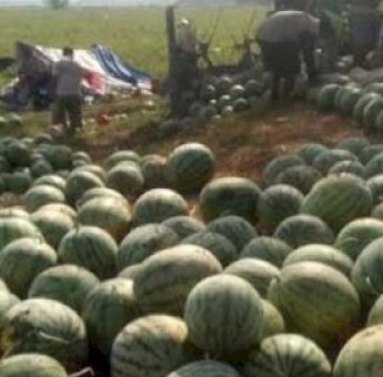 Semangka dan Sawit Jadi Andalan Desa Muara Leka Kutai Kartanegara
