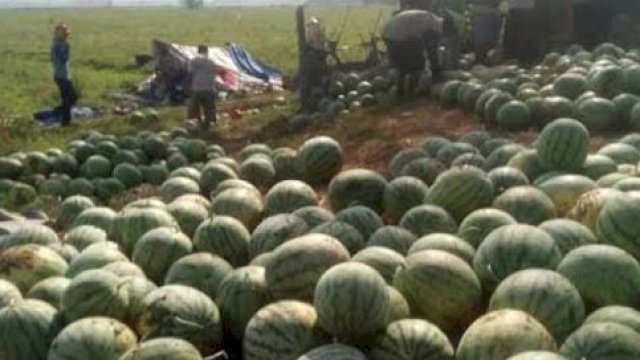 Petani semangka di Desa Muara Leka. (Istimewa)