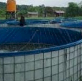 Desa Ponoragan, Transformasi Luar Biasa dari Ladang Pangan ke Oase Pembibitan Ikan Air Tawar