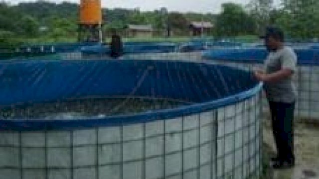 Lokasi pembibitan ikan air tawar milik warga di Desa Ponaragan, Kutai Kartanegara. (Istimewa)