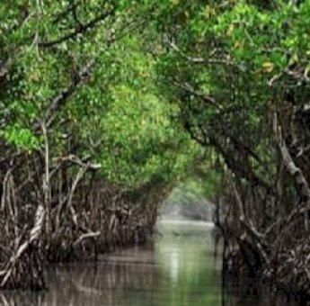 Mangrove Saliki, Desa Wisata Berpotensi di Kutai Kartanegara