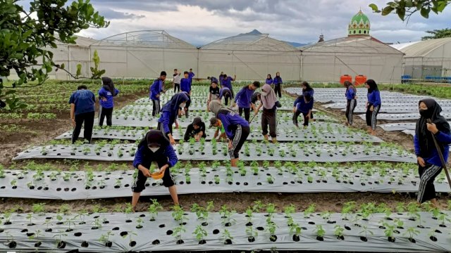 Kutai Kartanegara merupakan Kabupaten dengan petani melenial terbanyak di Kaltim. (Istimewa)