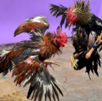 Sabung Ayam di Jeneponto Berujung Tragis, 1 Orang Tewas dan 2 Kritis