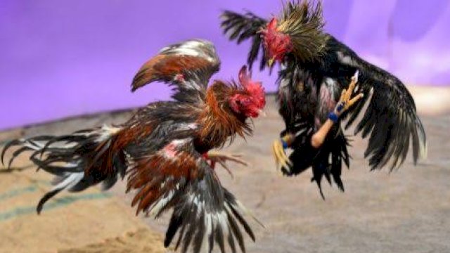 Ilustrasi Sabung Ayam. (Istimewa)