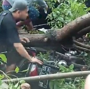 Pohon Tumbang di Jeneponto Timpa Pengendara Motor, Ibu dan Anak Luka-Luka