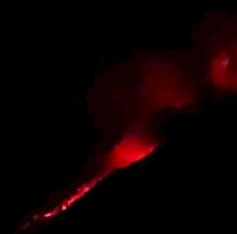 Masuk Level Awas, Gunung Lewotobi di Flores Lontarakan Lava Pijar dari puncak