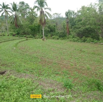 Tak Masuk di RDKK, Jatah Pupuk di Sinjai Hilang Petani Terancam Gagal Panen