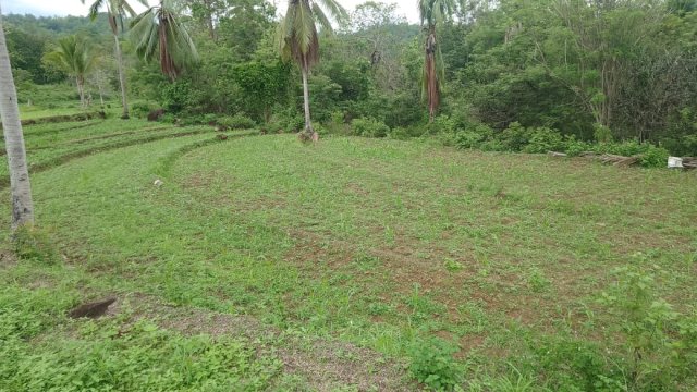 Salah Satu Lahan Tanam Petani di Sinjai berupa Tanaman Jagung yang Berumur Kurang Lebih Sebulan Butuh Pemupukan. (ist)