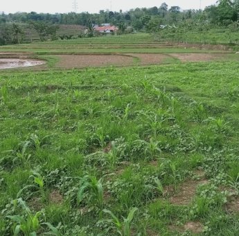 Ribuan Petani di Sinjai Tak Terdata di e-RDKK, Produksi Pangan Berpotensi Anjlok