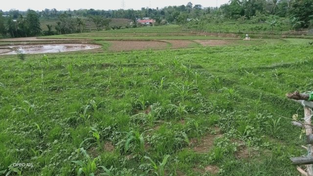 Kondisi Tanaman Petani di Sinjai yang Saat Ini Butuh Pemupukan. (ist)