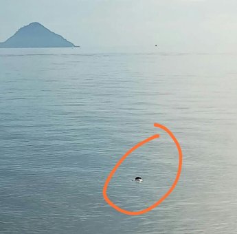 Mayat Ditemukan Mengapung di Dekat Pelabuhan Larea-rea Sinjai