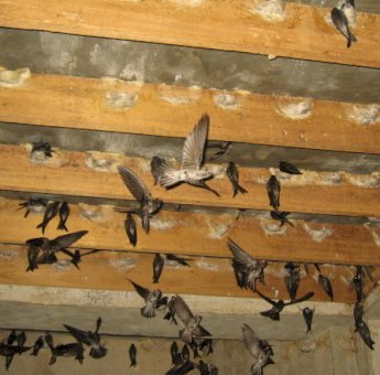 Sarang Walet di Sinjai Mulai Kena Pajak, Wajib Bayar 10 Persen dari Penjualan