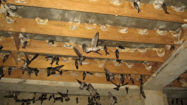 Sarang burung walet. (Int)