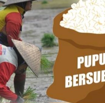 Pupuk Langka, Petani di Jeneponto Terancam Gagal Panen