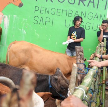 Inseminasi Buatan Jadi Harapan Baru Peternak Bulukumba untuk Tingkatkan Produksi
