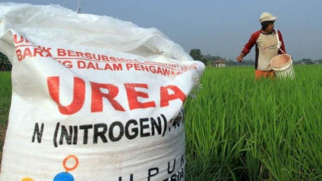 Ilustrasi Petani dan Pupuk Bersubsidi. (int)