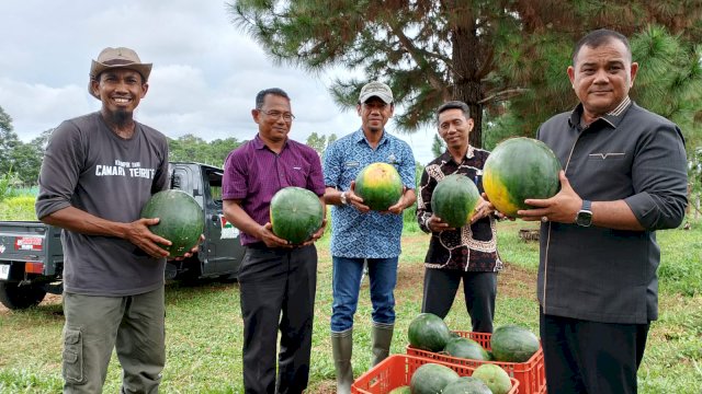 Pj Bupati Sinjai, Fahsul Falah Saat Melihat Hasil Panen Buah Semangka di Kecamatan Tellulimpoe. (ist)