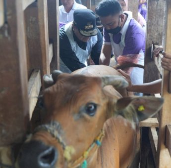 Inseminasi Buatan di Tellu Siattinge Bone, Pj Gubernur Sulsel Pastikan Program Sampai ke Masyarakat