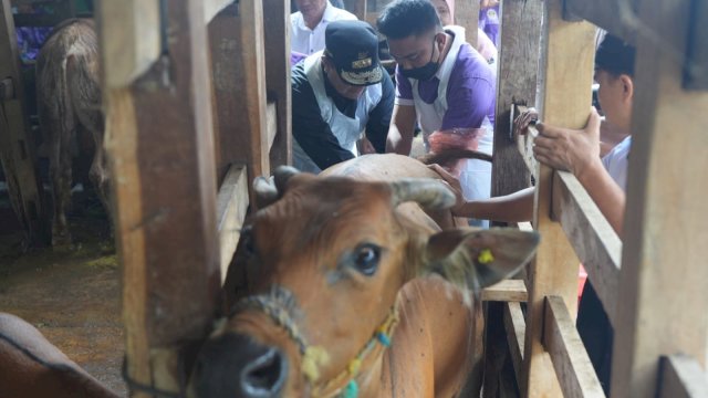 Inseminasi Buatan di Tellu Siattinge Bone, Pj Gubernur Sulsel Pastikan Program Sampai ke Masyarakat