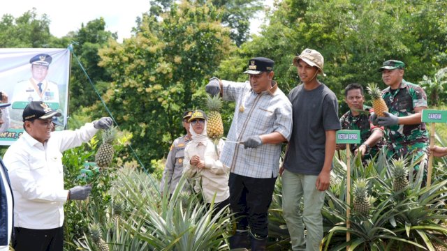 Pj Gubernur Sulsel Bahtiar Baharuddin, saat panen nanas di Desa Jangan-Jangan, Kabupaten Barru, Jumat (22/03/2024). (Istimewa)