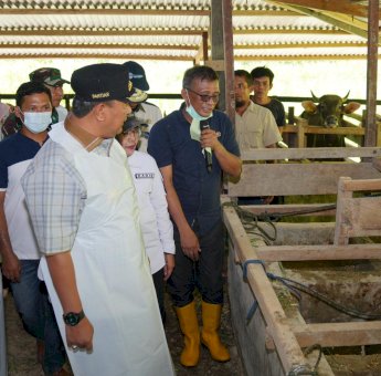Melalui Inseminasi Buatan, Pj Gubernur Sulsel Dorong Peternak Jadi Pengusaha Ternak