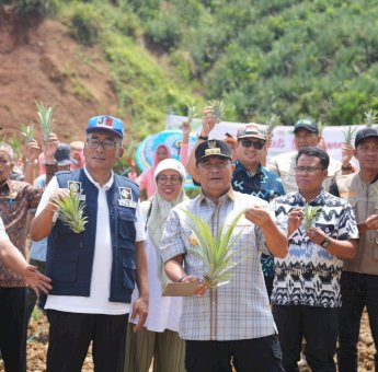 Setelah Pisang Cavendish, Bahtiar Baharuddin Target Sulsel Jadi Penghasil Nanas