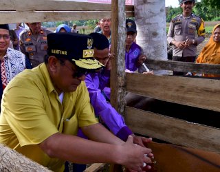 Inovasi Peternakan di Cina Bone, Inseminasi Buatan Dikuatkan dengan Ketersediaan Pakan