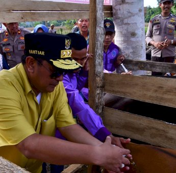 Inovasi Peternakan di Cina Bone, Inseminasi Buatan Dikuatkan dengan Ketersediaan Pakan