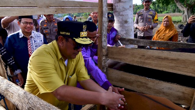 Inovasi Peternakan di Cina Bone, Inseminasi Buatan Dikuatkan dengan Ketersediaan Pakan