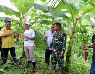 Alhamdulillah! Pisang Cavendish yang Ditanam Warga di Bone dan Sidrap Telah Berbuah