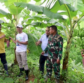 Alhamdulillah! Pisang Cavendish yang Ditanam Warga di Bone dan Sidrap Telah Berbuah