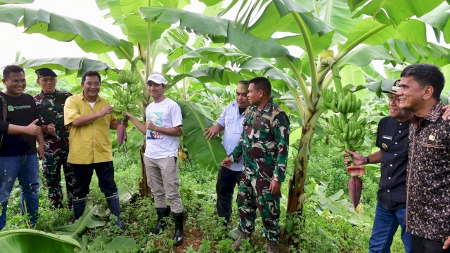 Pj Gubernur Sulsel Bahtiar Baharuddin, saat meninjau kebun pusang milik warga di Desa Tellongen, Kabupaten Bone. (Istimewa)