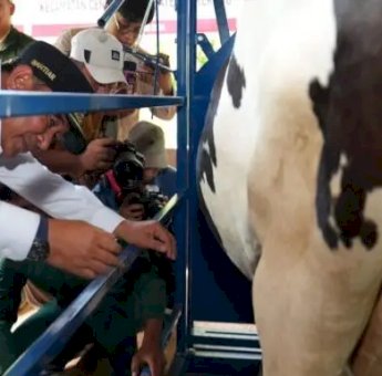 Pj Gubernur Sulsel Serius Tingkatkan Produksi Ternak, Inseminasi Buatan Juga Dilakukan di Sidrap dan Barru
