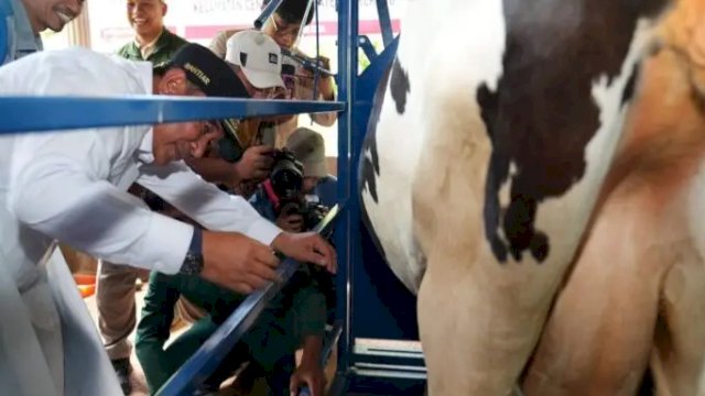 Pj Gubernur Sulsel Serius Tingkatkan Produksi Ternak, Inseminasi Buatan Juga Dilakukan di Sidrap dan Barru