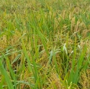 Sebagian Lahan Pertanian di Merauke Dilaporkan Gagal Panen, Terendam Air Hujan