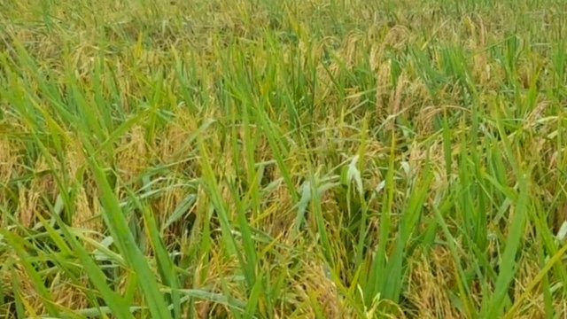 Areal persawahan di Kabupaten Merauke, Papua Selatan. (Foto: Hendrik Resi / republiknews.co.id)