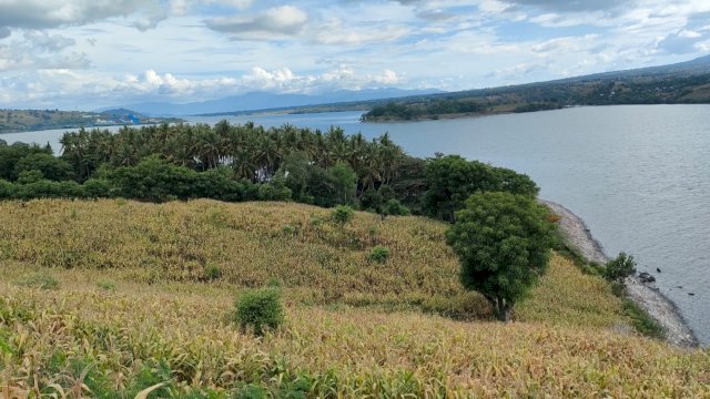 Hutan Tanaman Jagung di Sisi Teluk Bima. (Foto: M. Dahlan Abubakar)