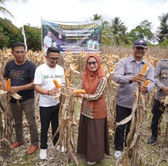 Panen Jagung Di Toradda, Indah Putri Indriani Ajak Petani Gunakan Pupuk Organik