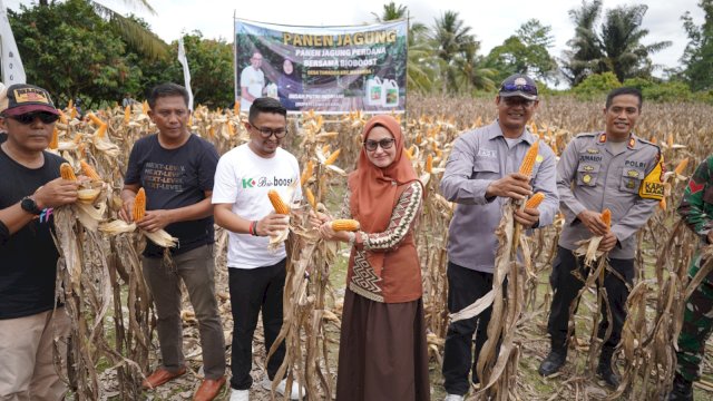 Bupati Luwu Utara Indah Putri Indriani saat panen jagung di Desa Toradda Kecamatan Masamba. (ist)