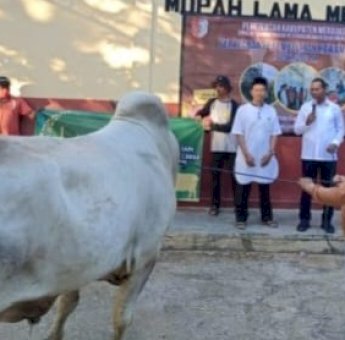 Apolo Safanpo Serahkan 16 Ekor Sapi Kurban Bantuan Pemprov Papua Selatan dan Presiden Jokowi