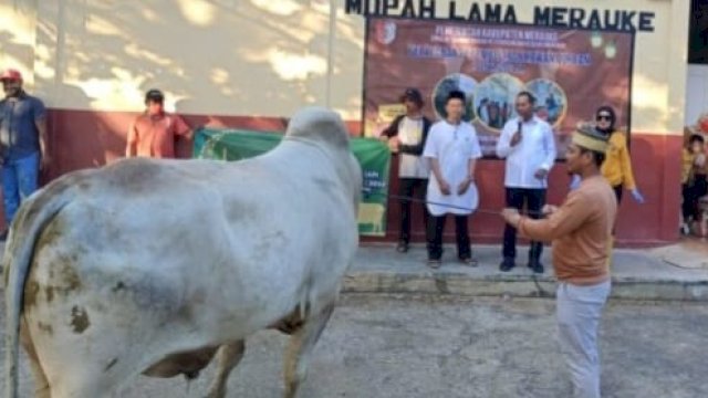 Penyerahan sapi kurban bantuan Presiden Jokowi kepada PKM Masjid Nurul Huda Merauke. (Foto: Pemprov PPS)